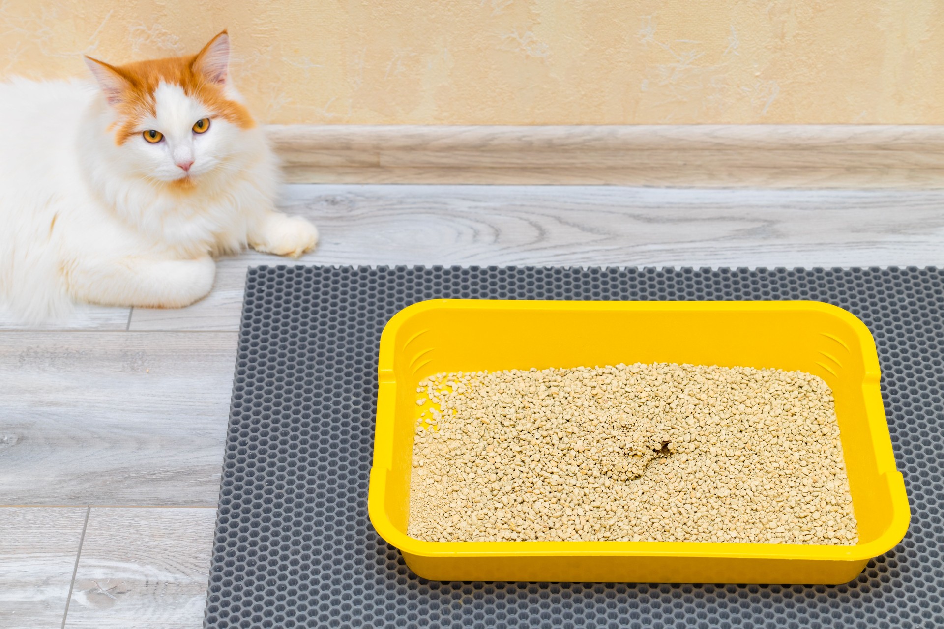 a cat litter box is in the room.