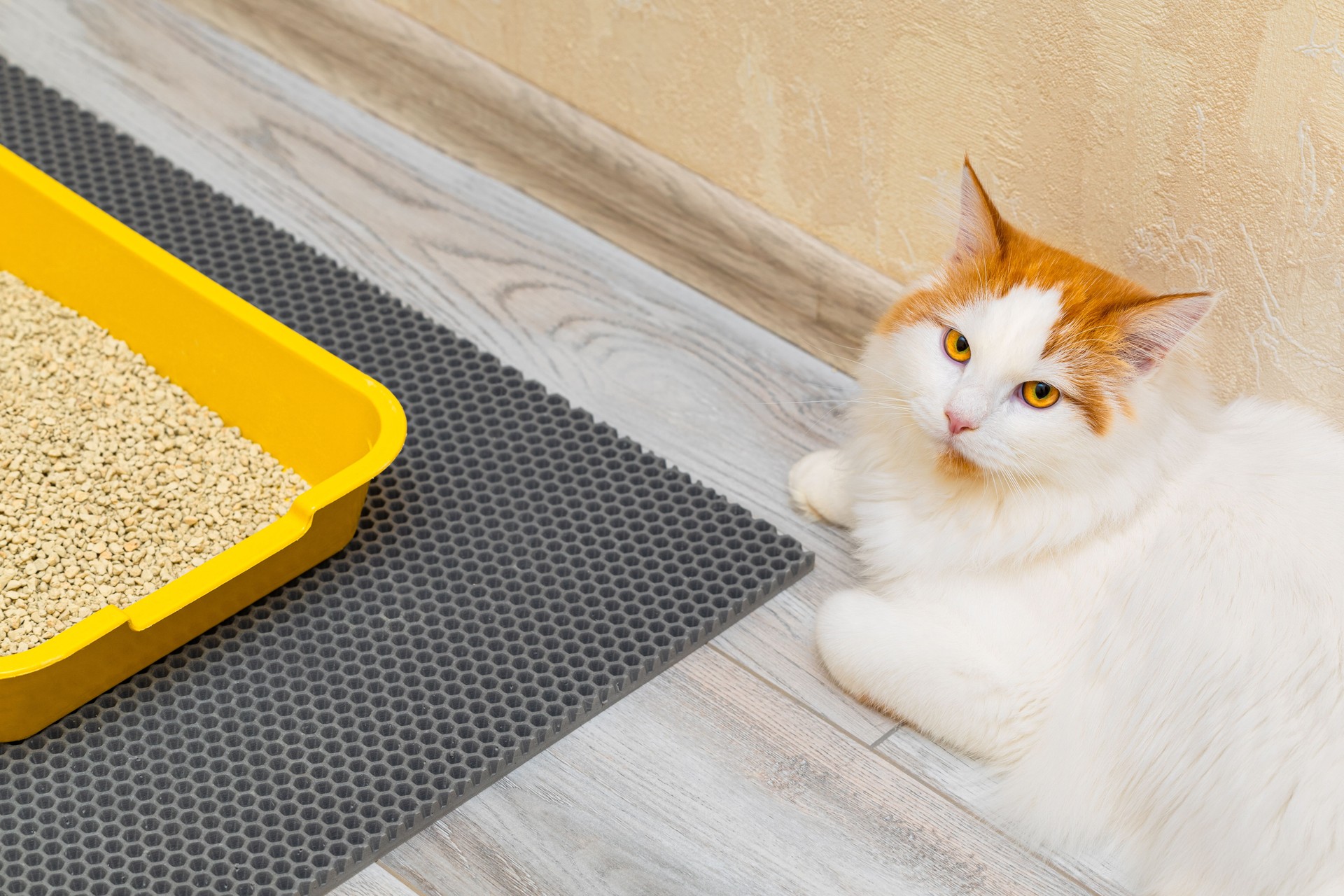 a cat litter box is in the room.