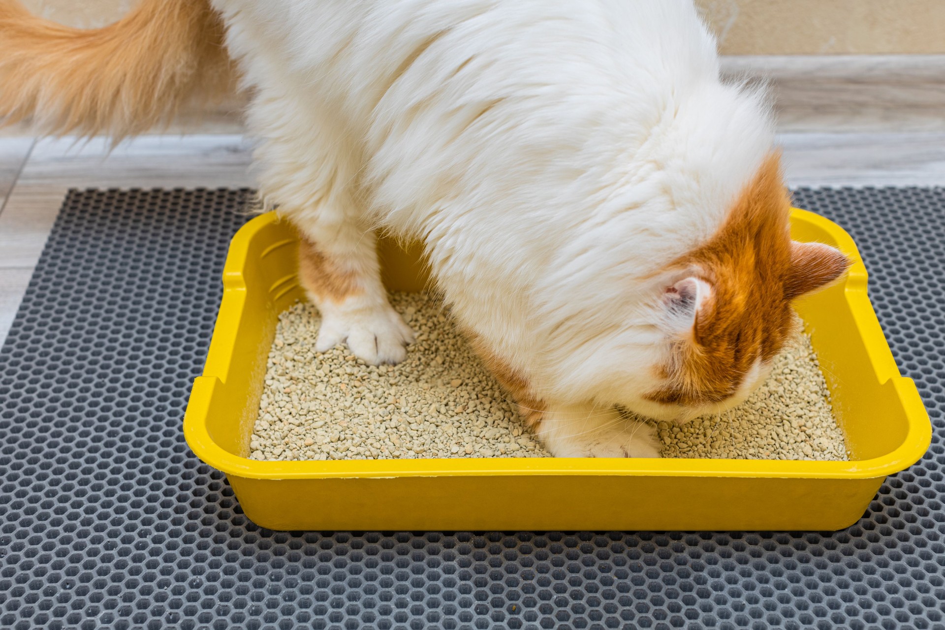 the cat went to the toilet in the tray.