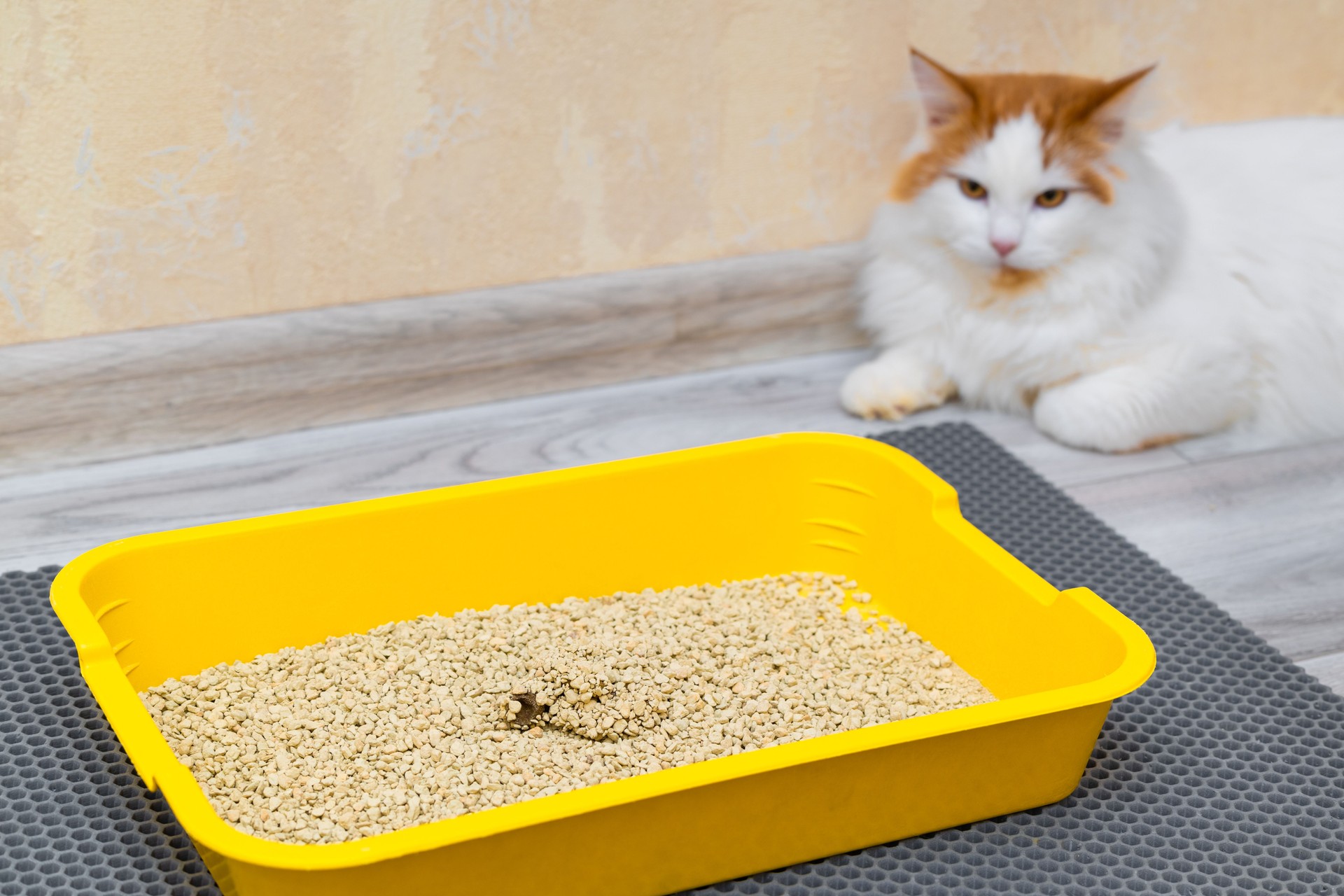 a cat litter box is in the room