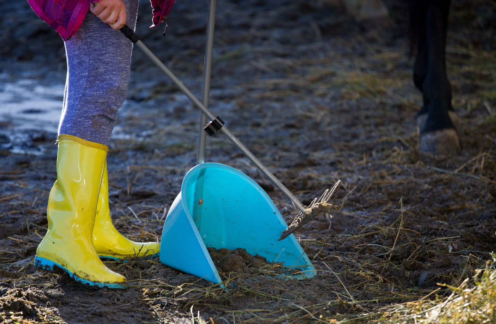 Girl collecting horse feces on farm